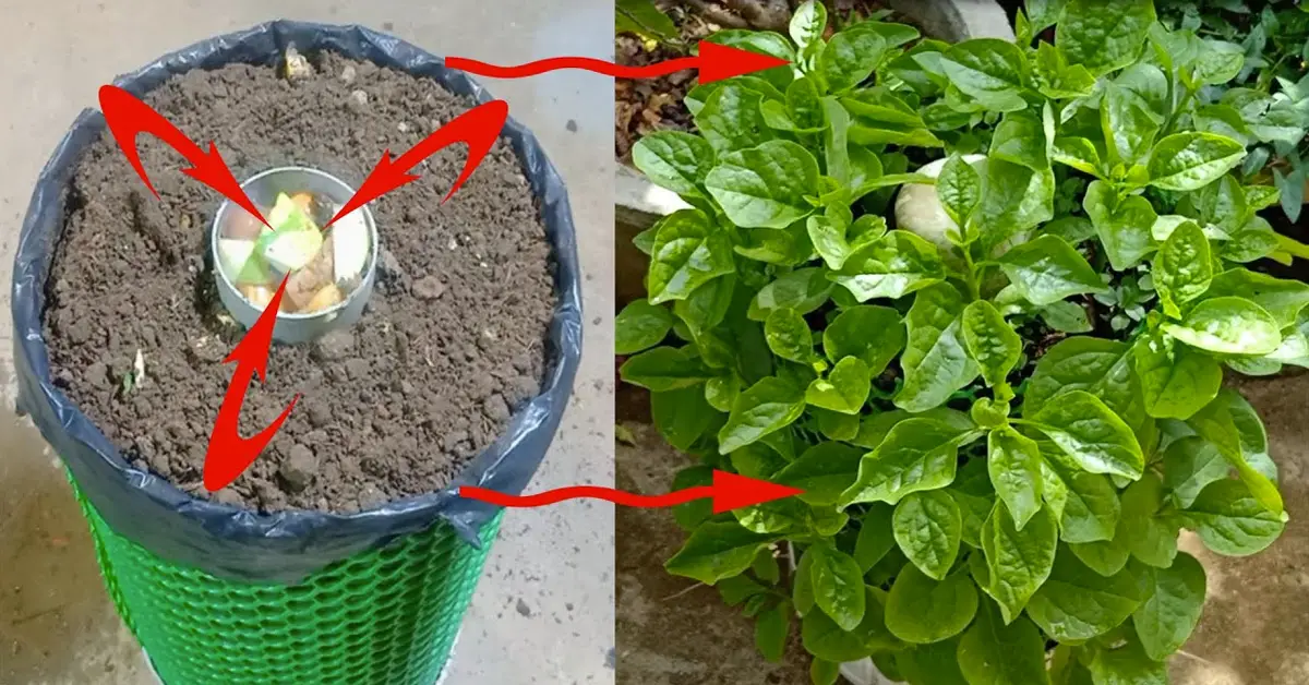 grow spinach