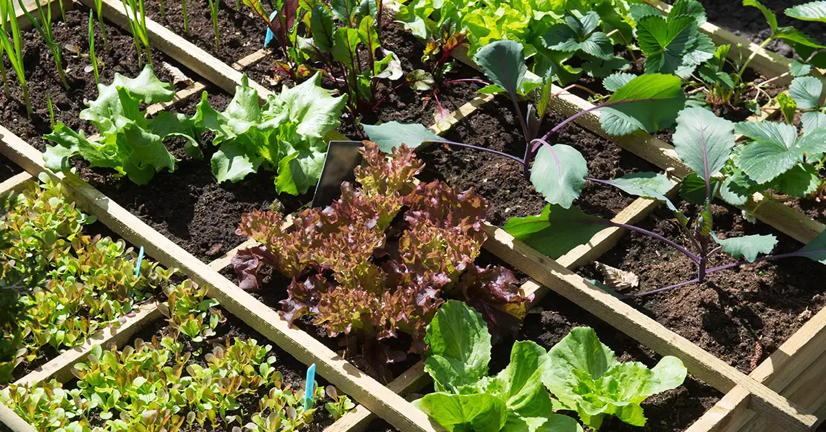 square foot gardening