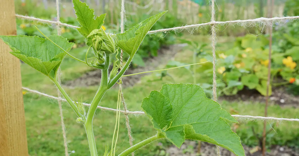 grow squash vertically