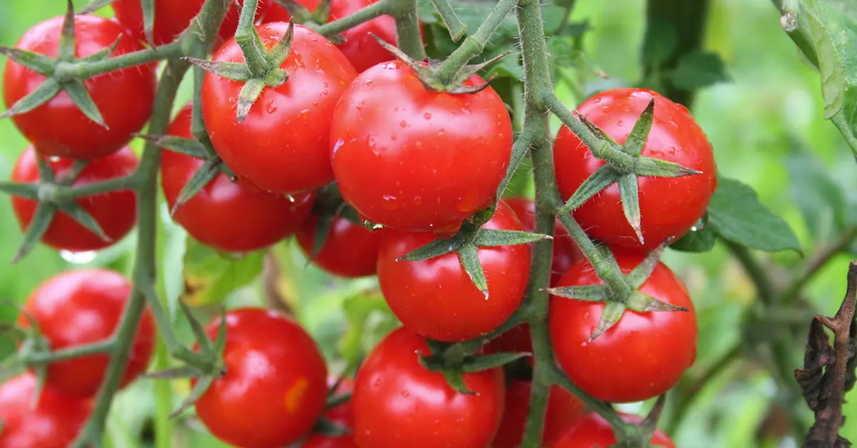 Grow a Lot of Tomatoes Instead of Leaves