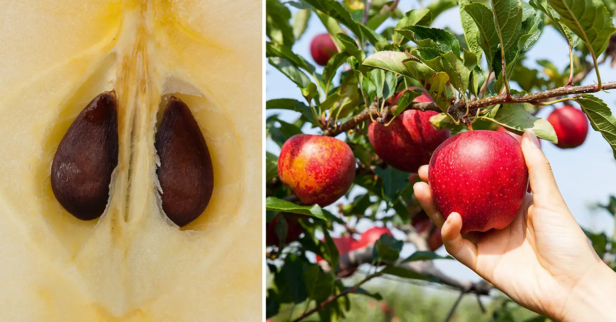 apple tree from seed