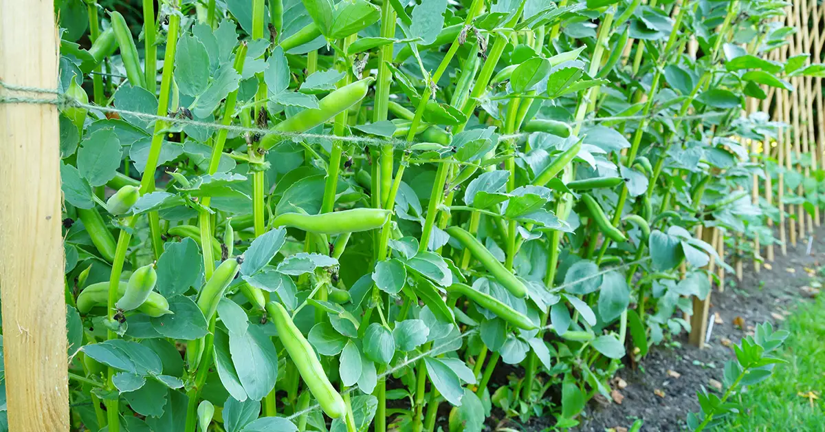 broad beans