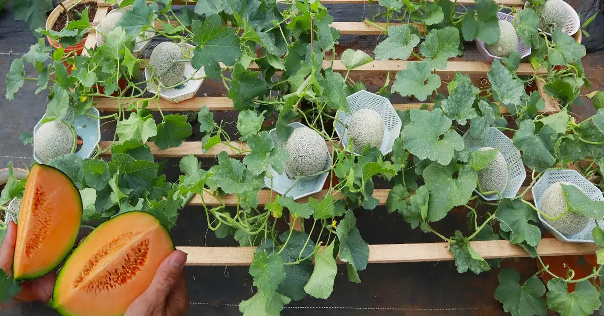 growing cantaloupe