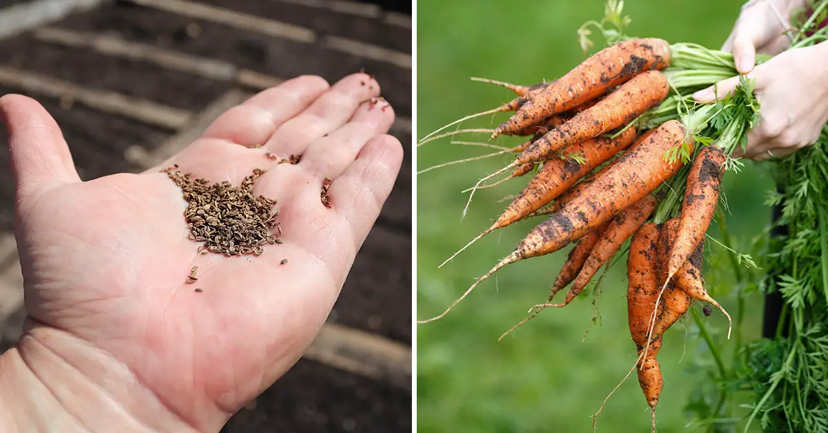 Simple Trick for Sowing Carrot Seeds for the Best Germination