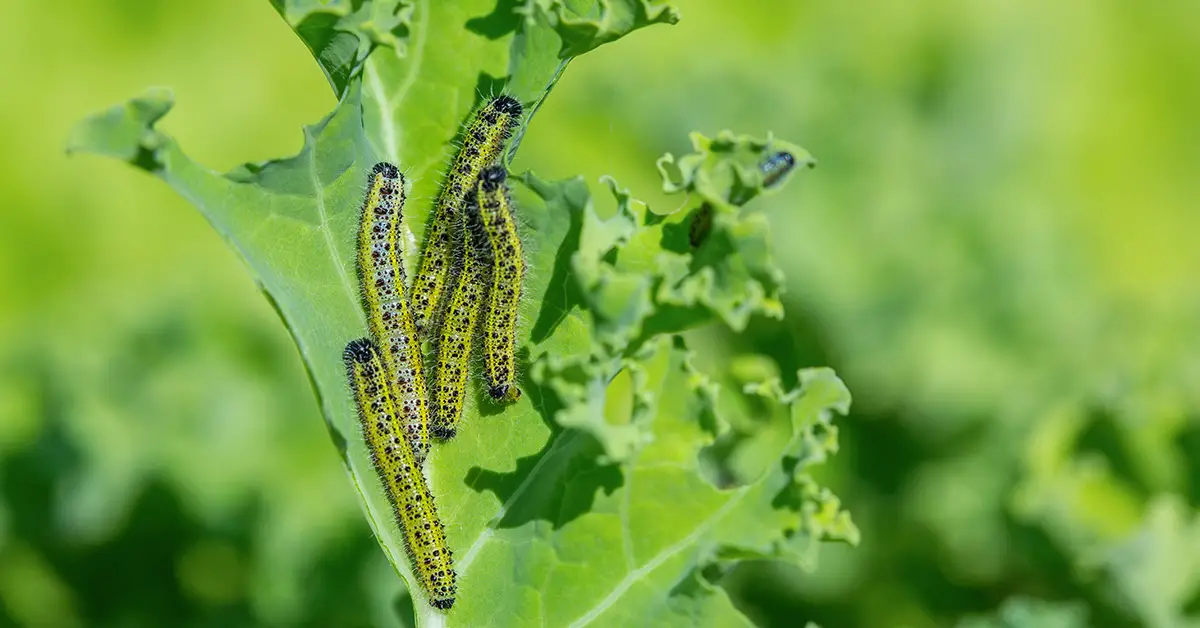 caterpillars on kale