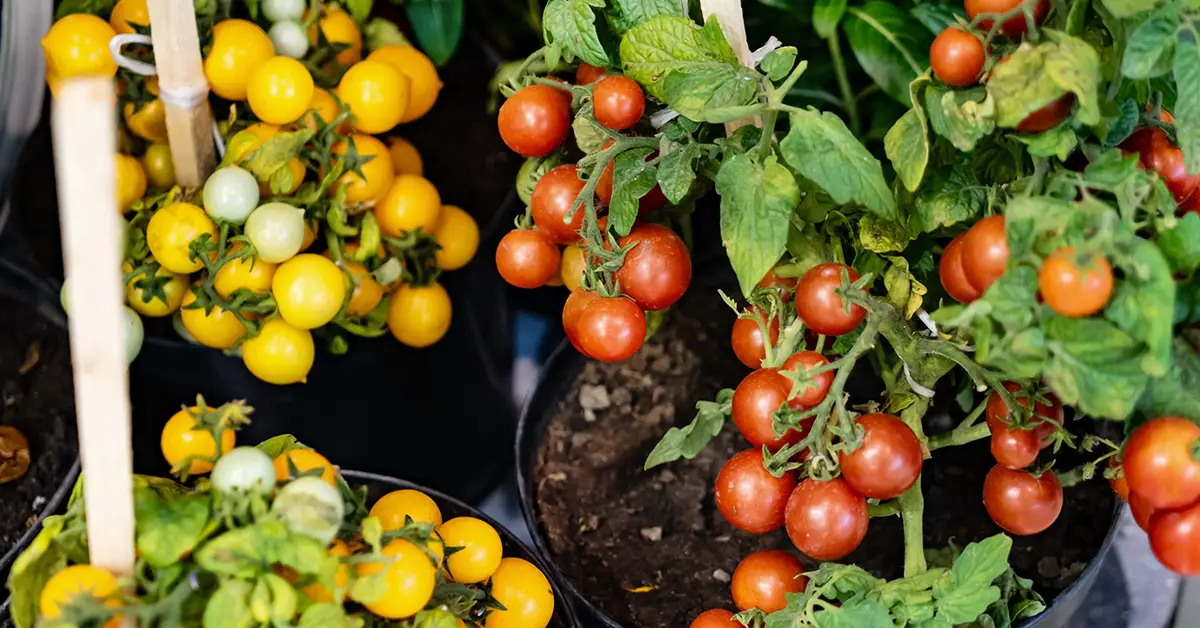 Important Tips for Growing Cherry Tomatoes in a Container