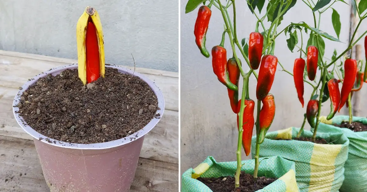 chili pepper plant