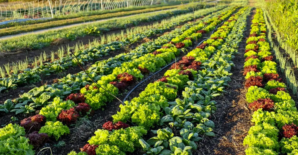 companion planting