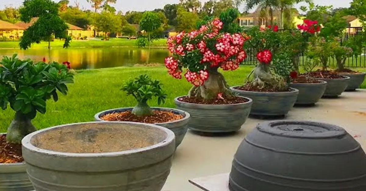 how-to-make-your-own-large-concrete-planters