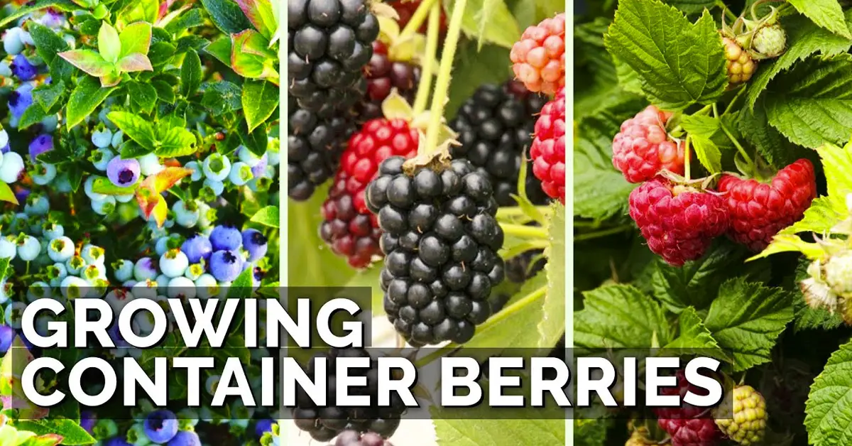 growing berries in containers