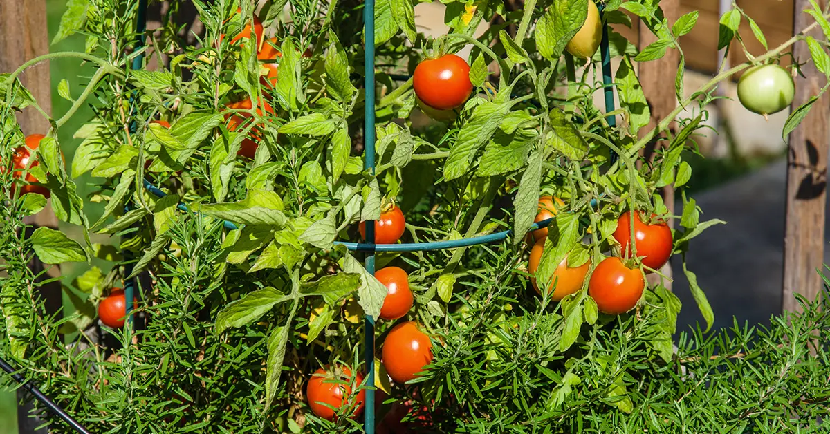 copper wire with tomatoes