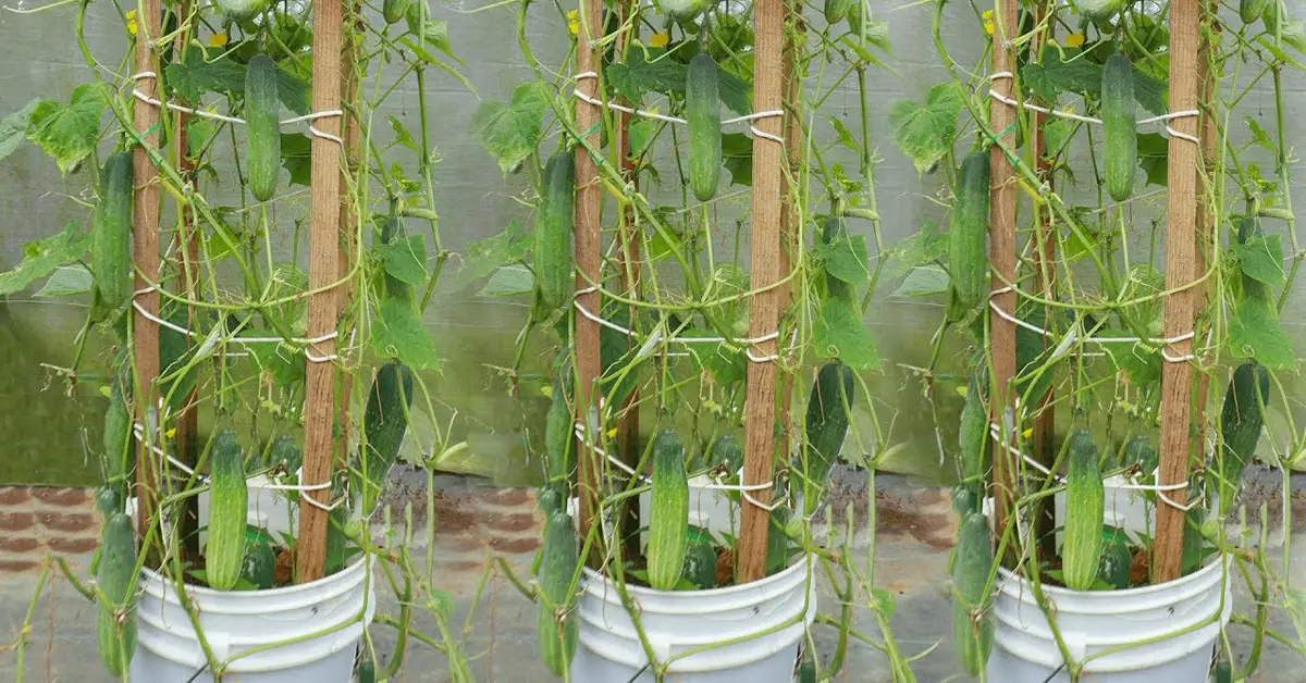 growing cucumbers in buckets