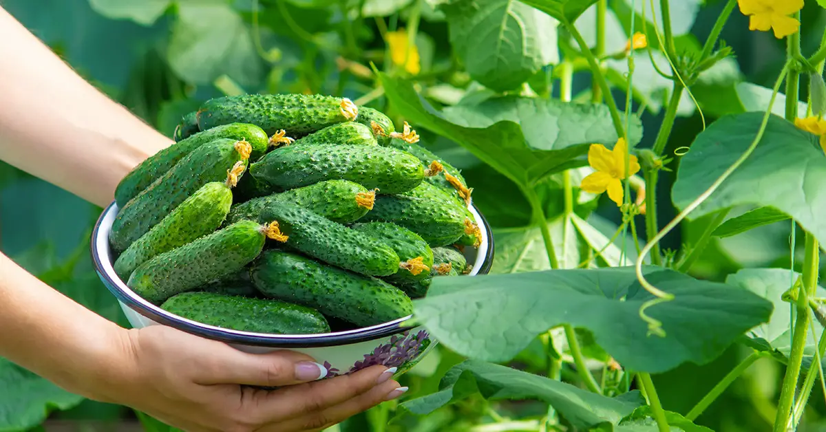huge cucumber harvest