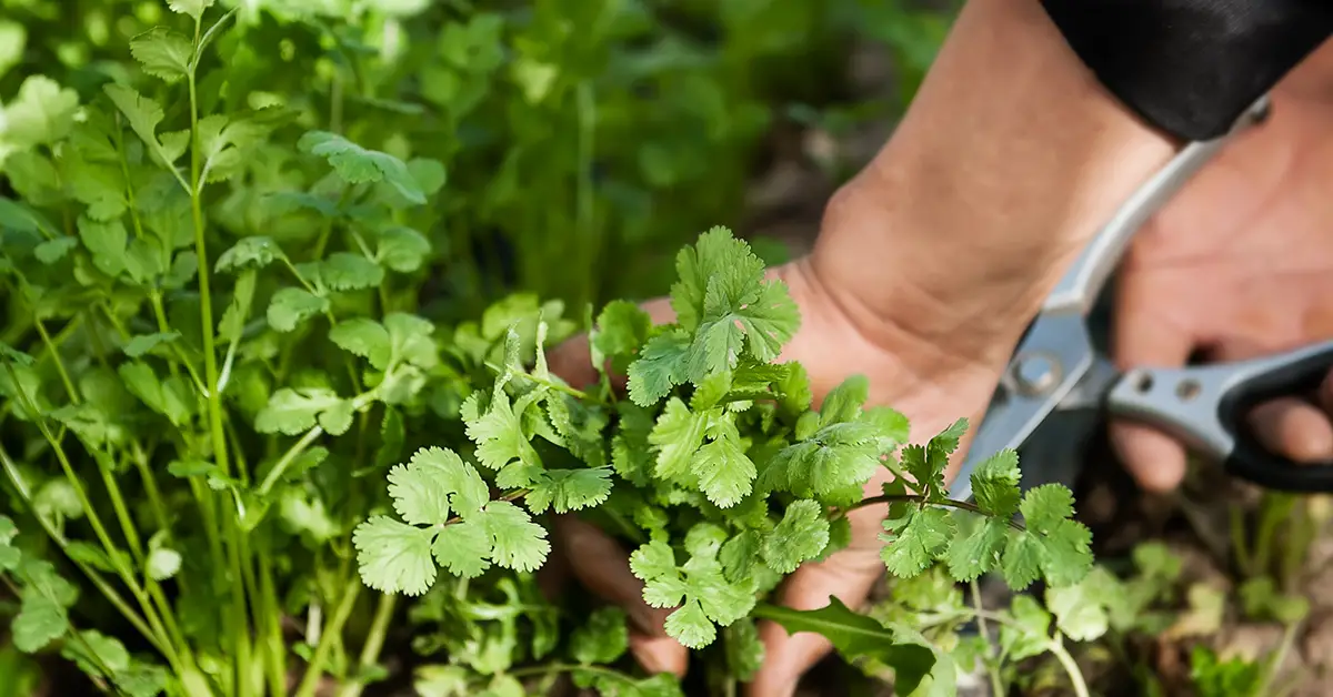 how to cut cilantro
