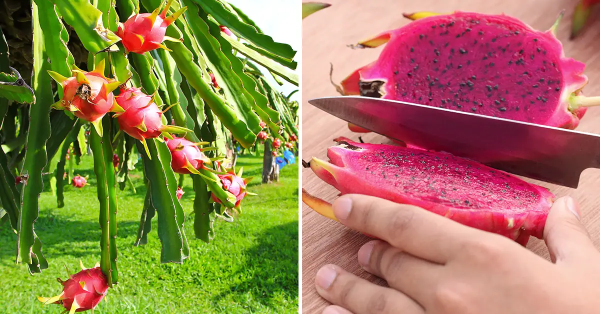 grow dragon fruit