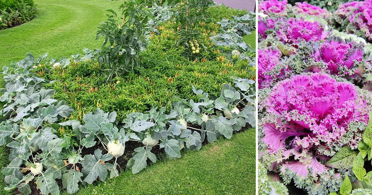 edible landscape