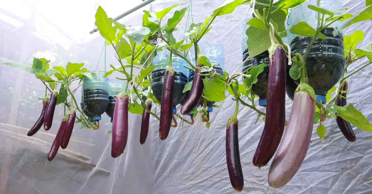 eggplant