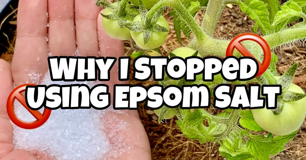 epsom salt