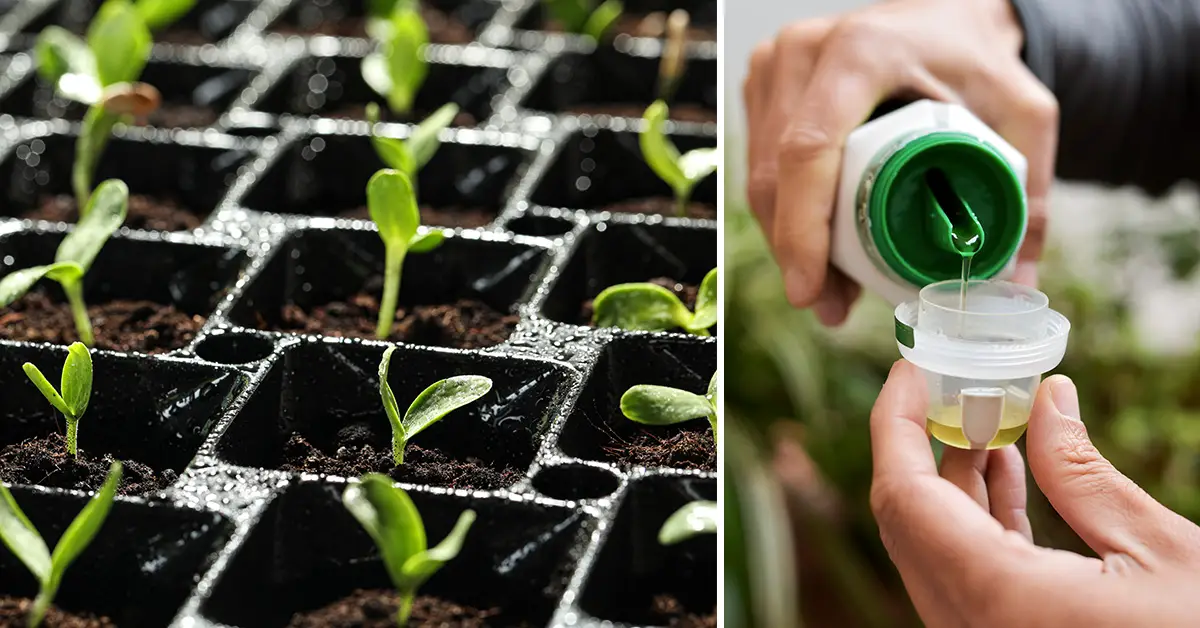 feed seedlings