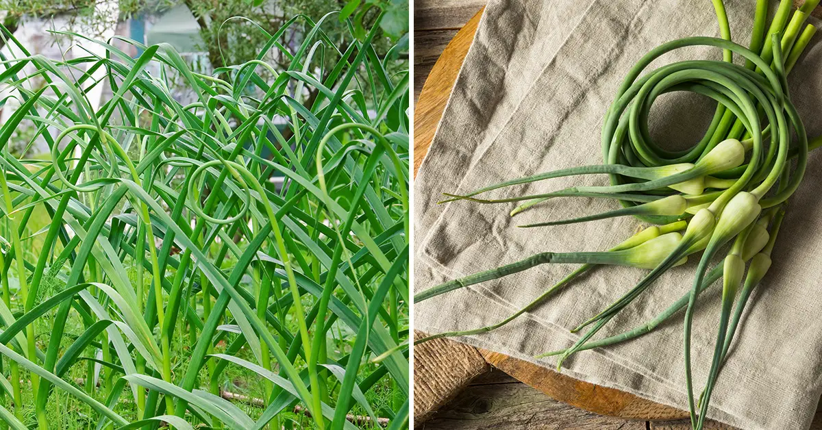 garlic scapes
