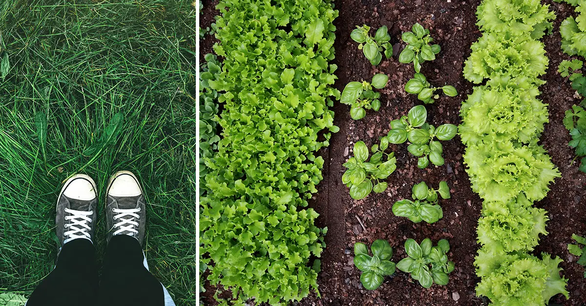 grass to garden