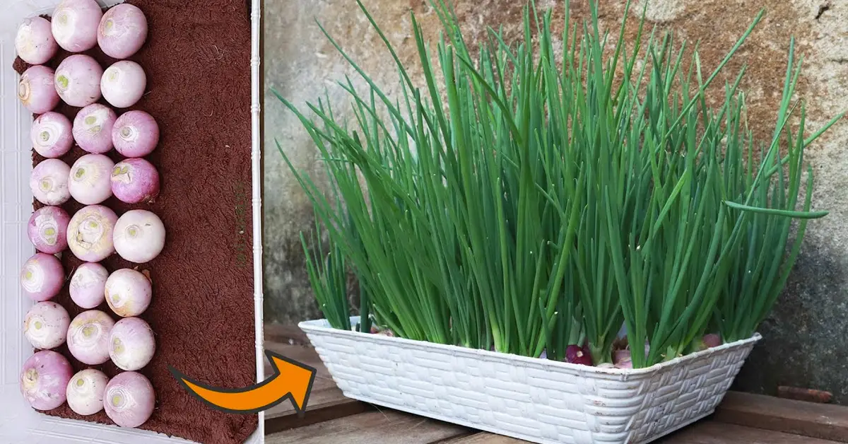 grow green onions