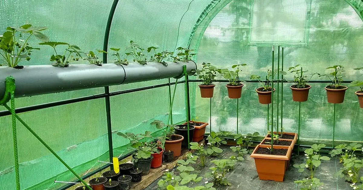 greenhouse