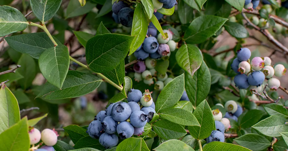 how to grow blueberries