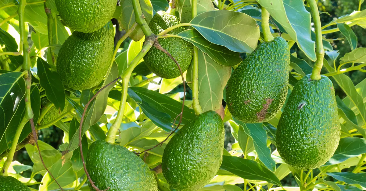 growing avocados