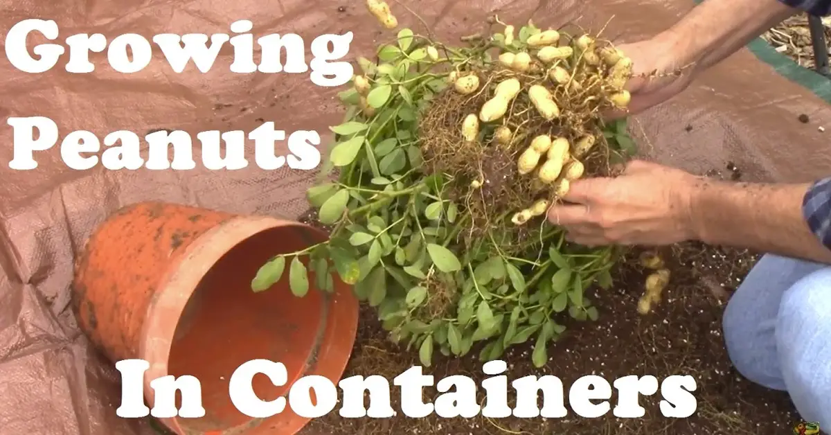 growing peanuts in containers