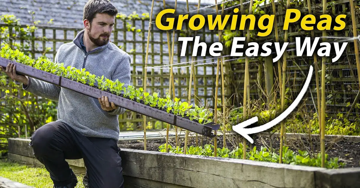 growing peas