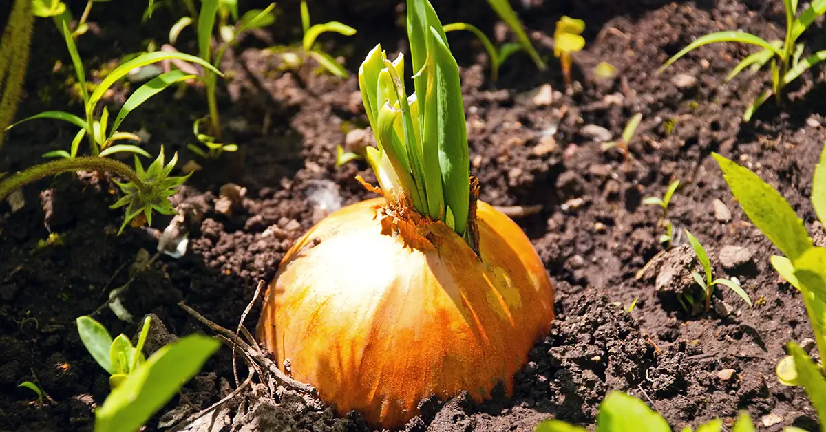 large onions
