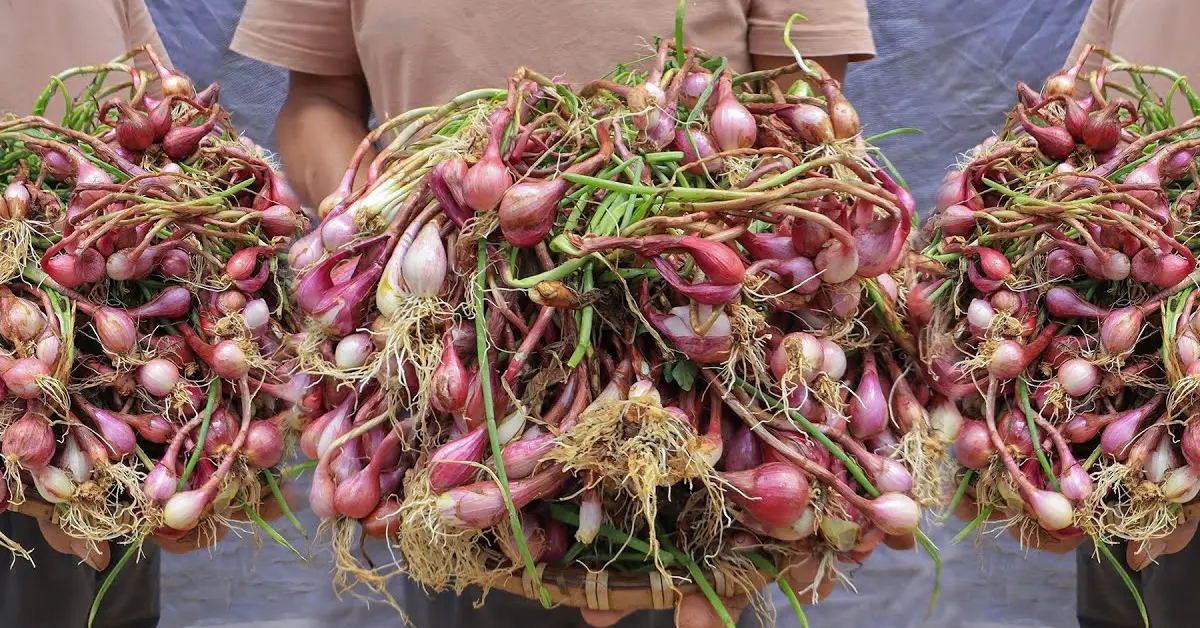 onion harvest