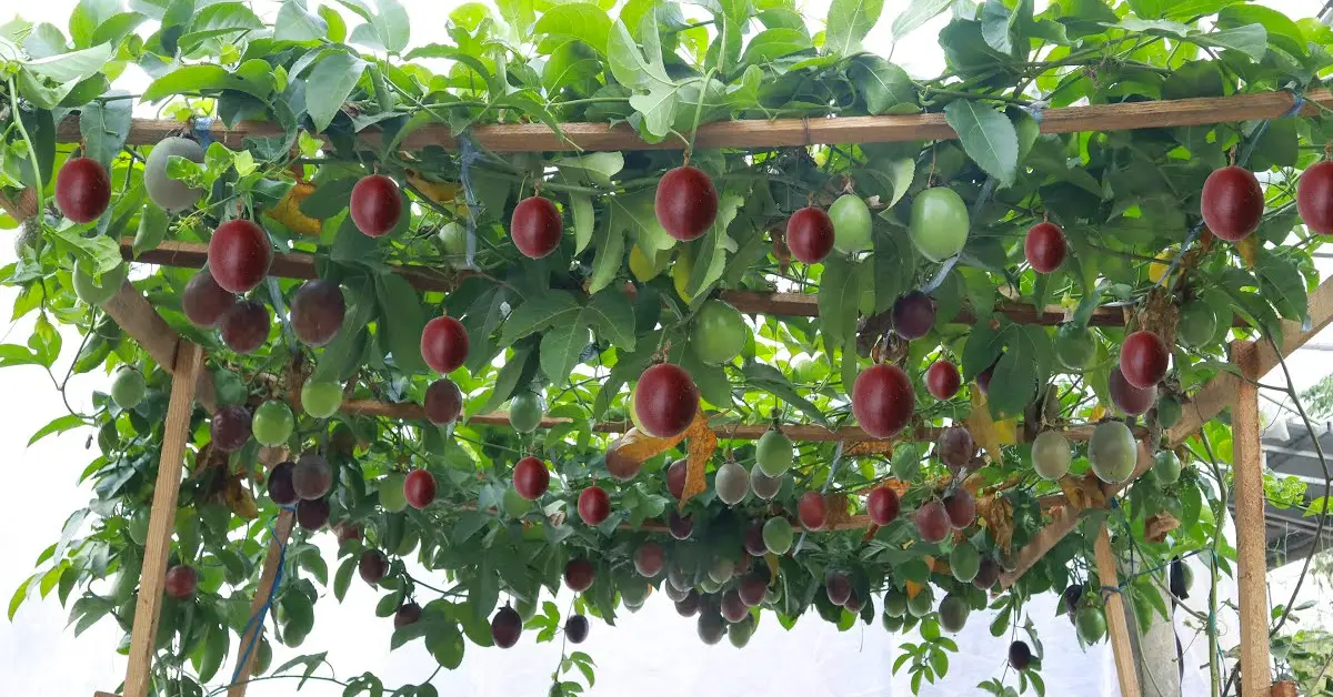 passion fruit