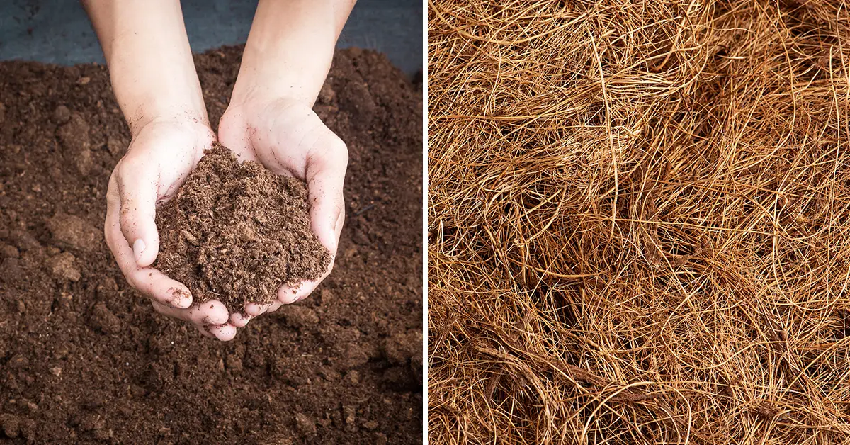 peat moss vs coco coir