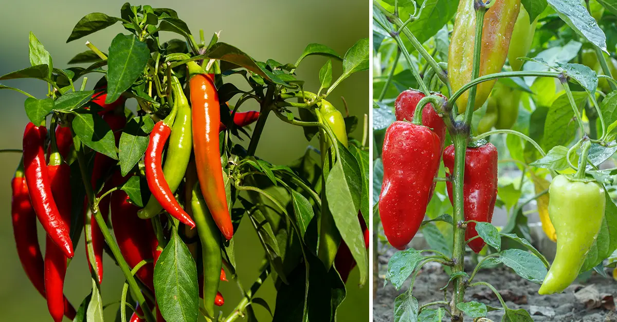 pepper plants