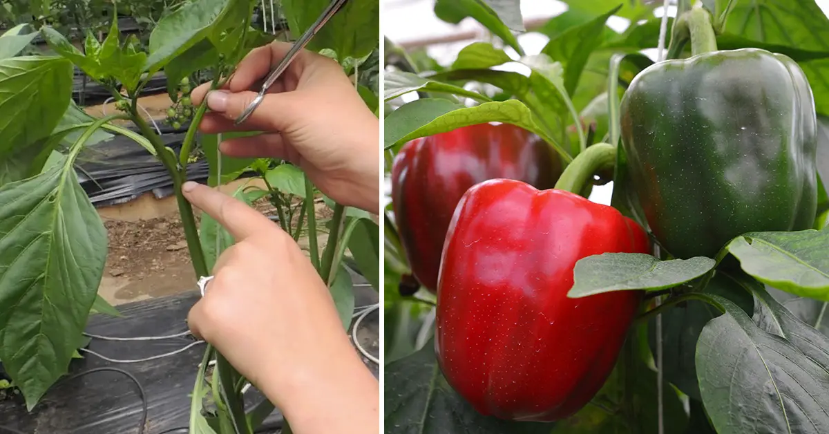 prune pepper plants