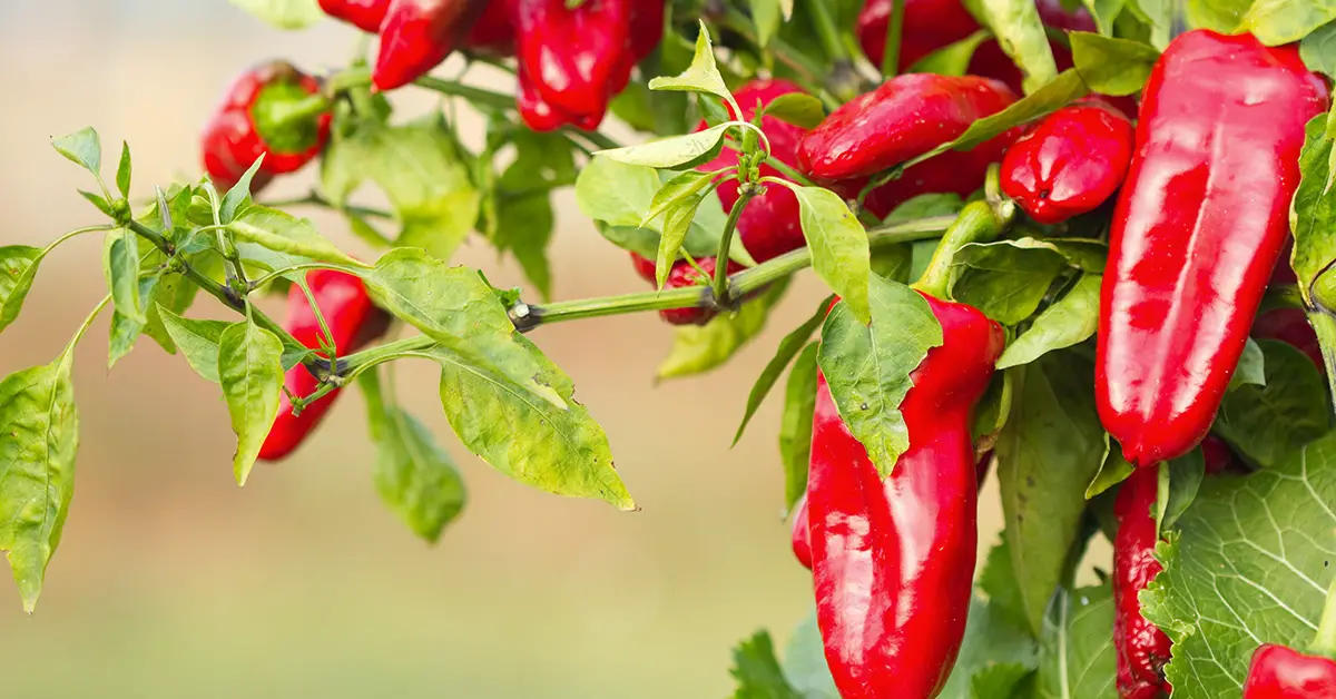 pepper yields