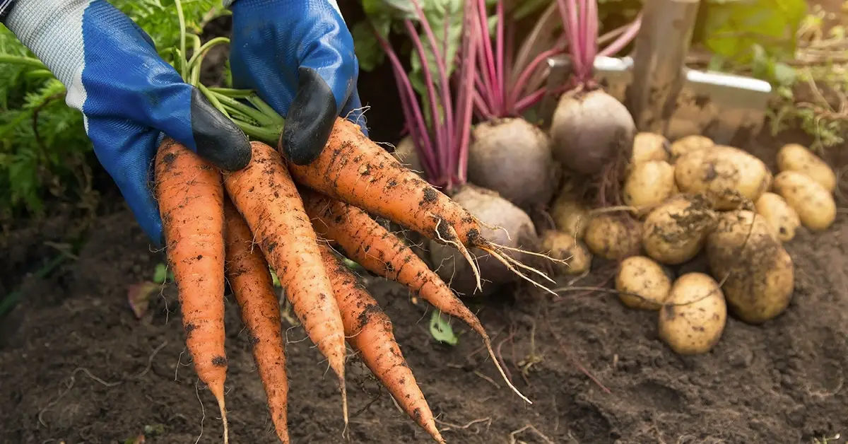 grow perfect carrots