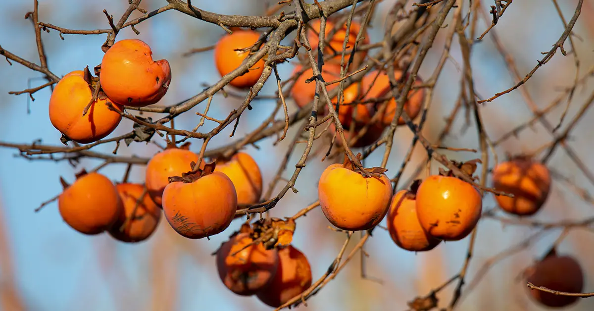persimmon tree