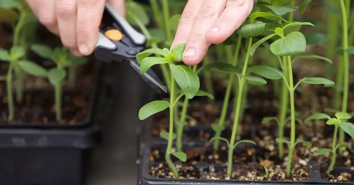 pinch seedlings