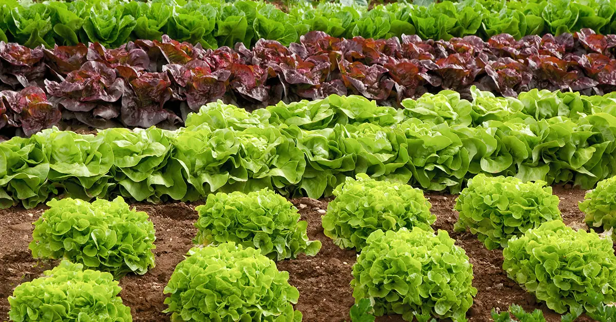 plant spacing