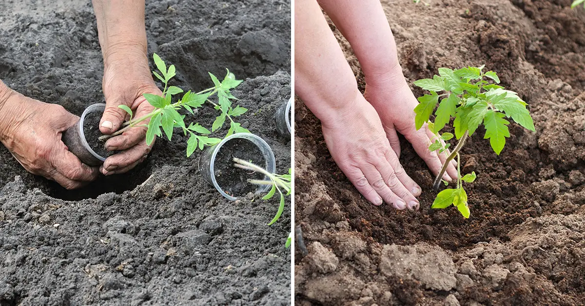 planting tomatoes