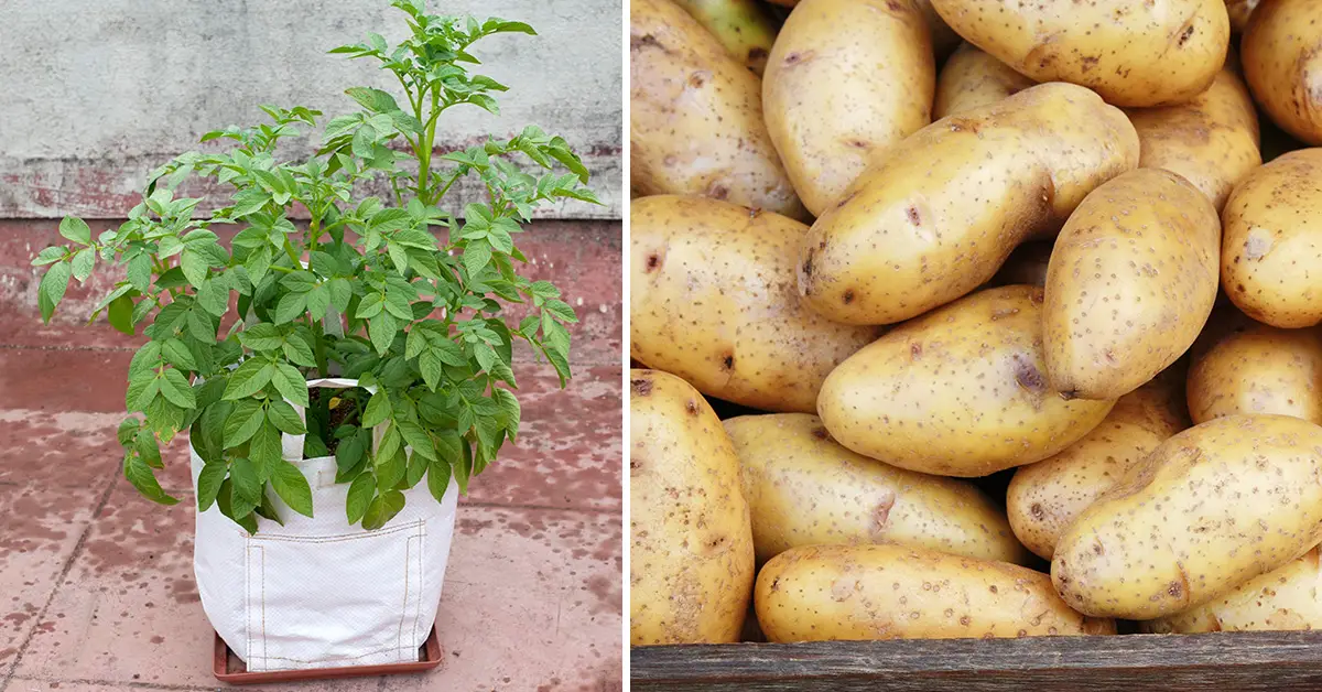 grow potatoes in bags