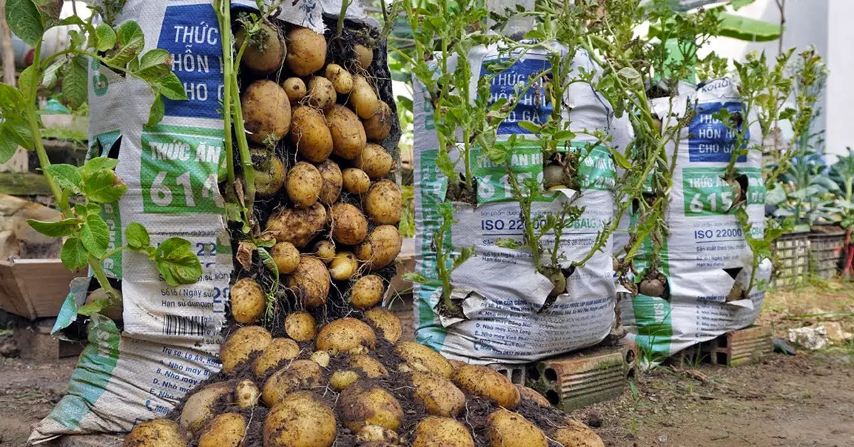 potatoes in bags of soil