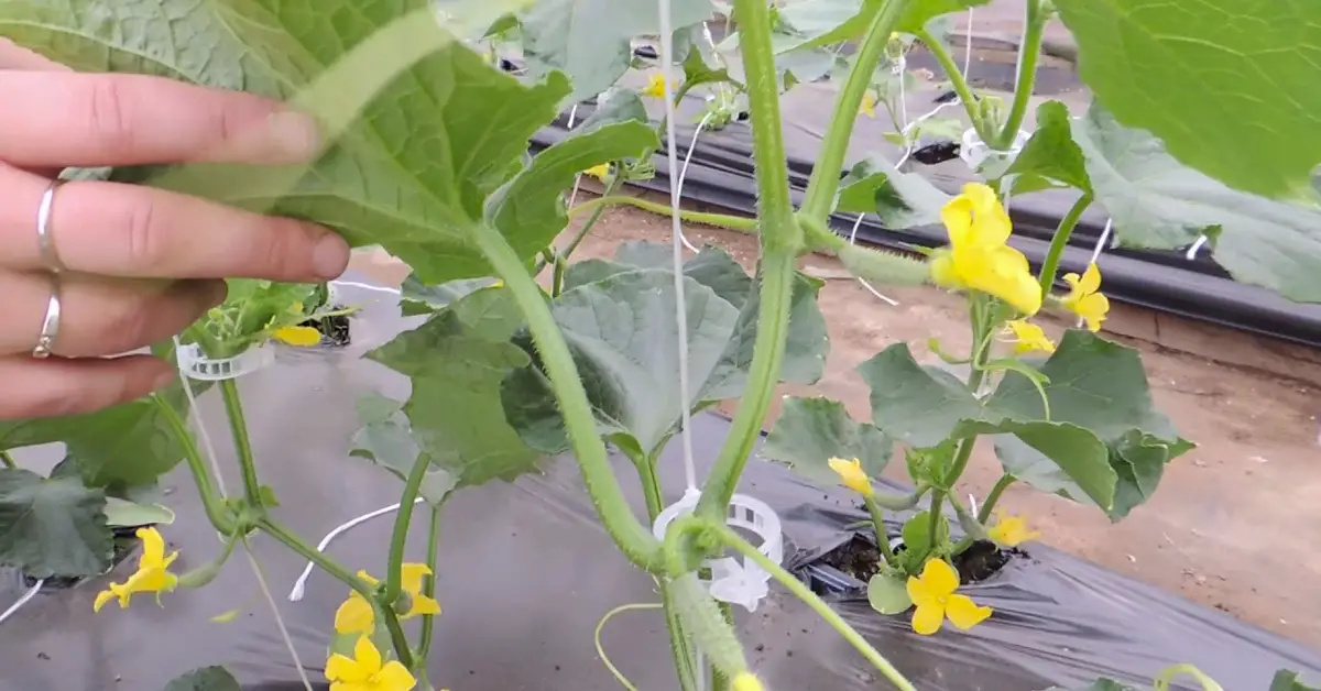 how to prune cucumbers