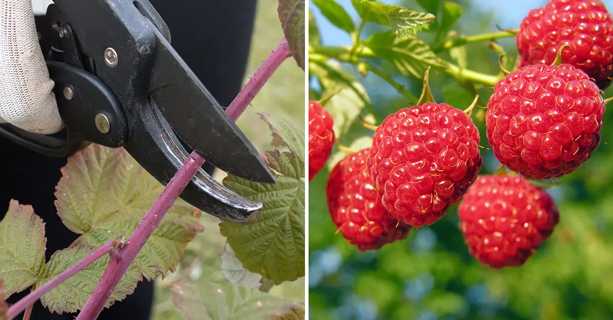 How To Prune Ever-bearing Raspberries For More Harvests