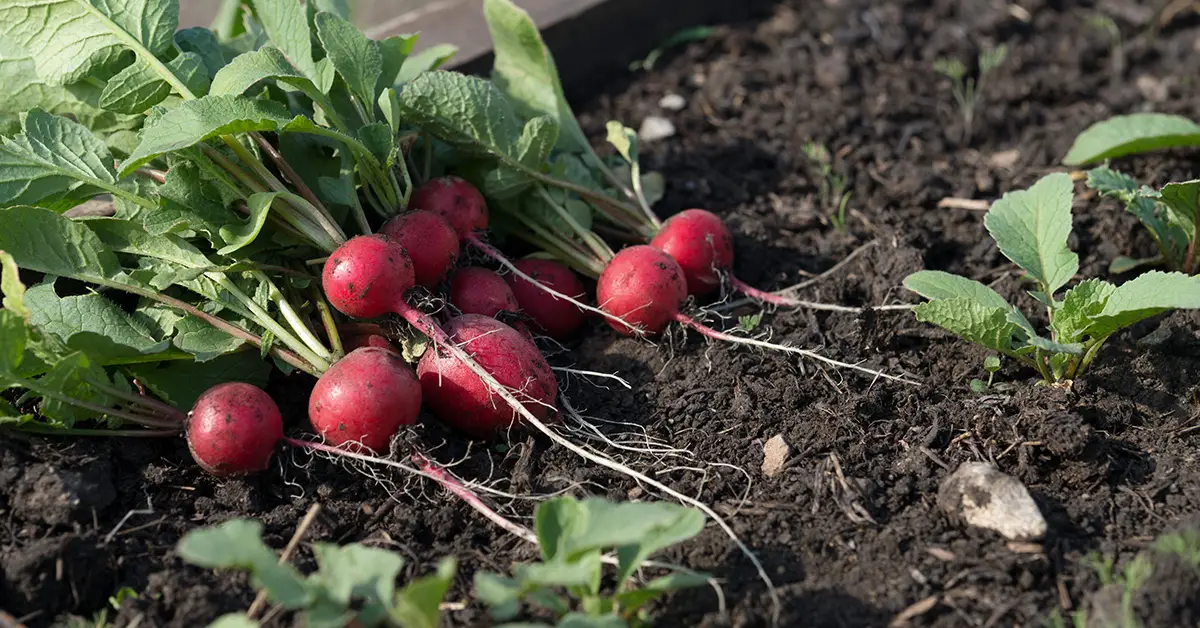 grow radish