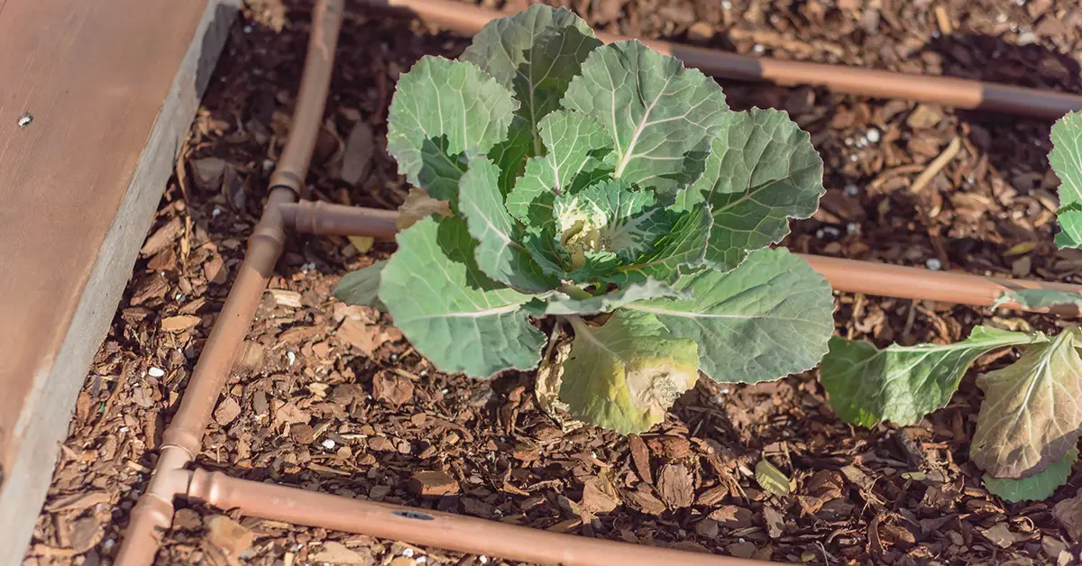 raised bed irrigation
