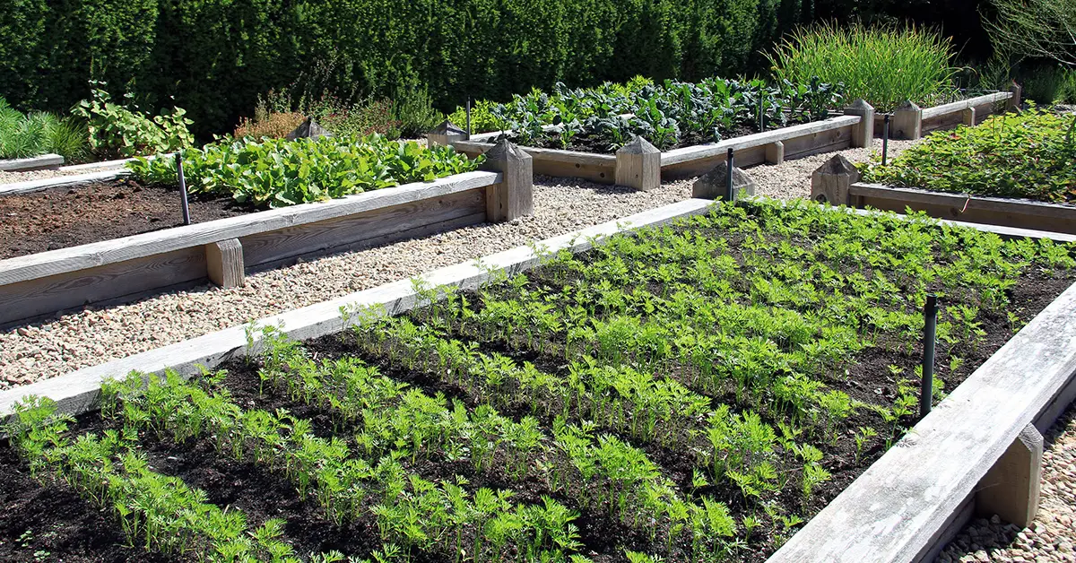 raised garden beds